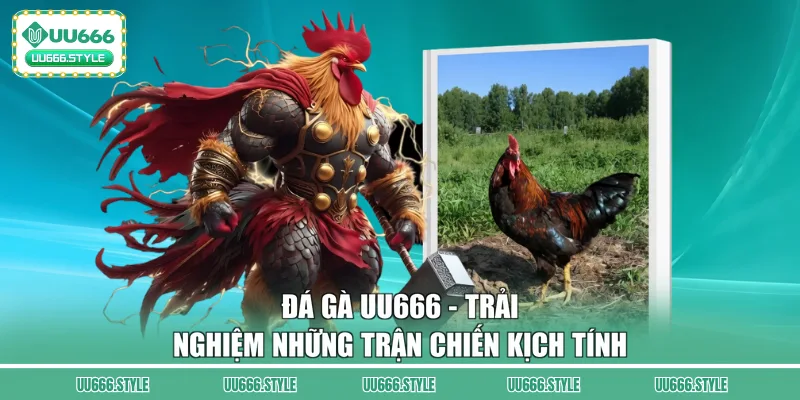 Đá gà UU666