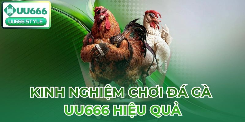 Kinh nghiệm chơi Đá gà UU666 hiệu quả
